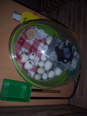 Proyecto pollos.